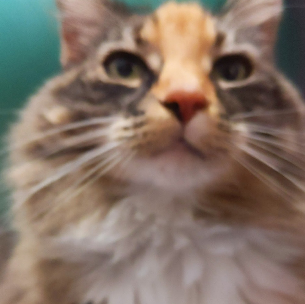 Meet your Posher, Miranda